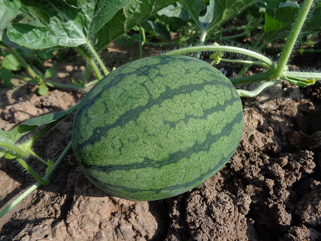 watermelon-551235_640.jpg