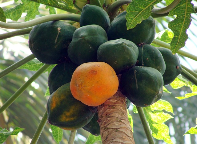 papaya-173660_640.jpg