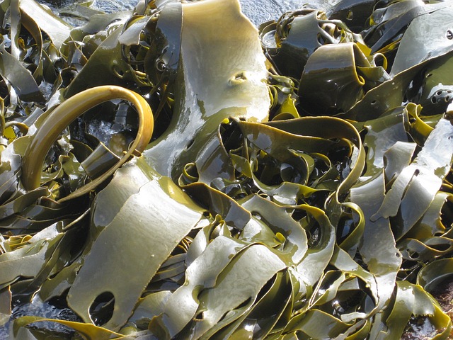 kelp-2898776_640.jpg