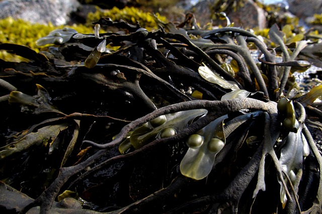 seaweed-991706_640.jpg