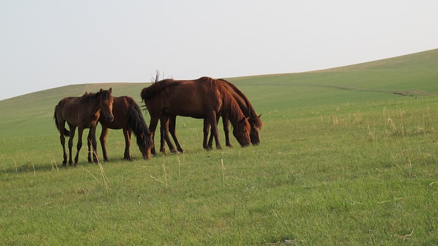 7b0b9dd77a770965cfb647e288423136_mongolia-horse-1439556_640.jpg