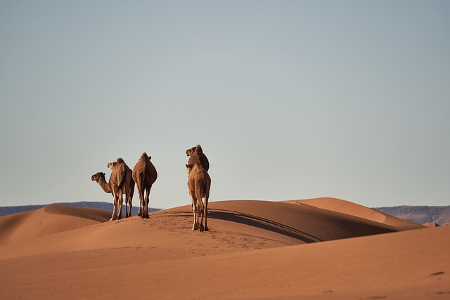 9d43bf966042199441169f834a2b1f33_camels-4134934_640.jpg