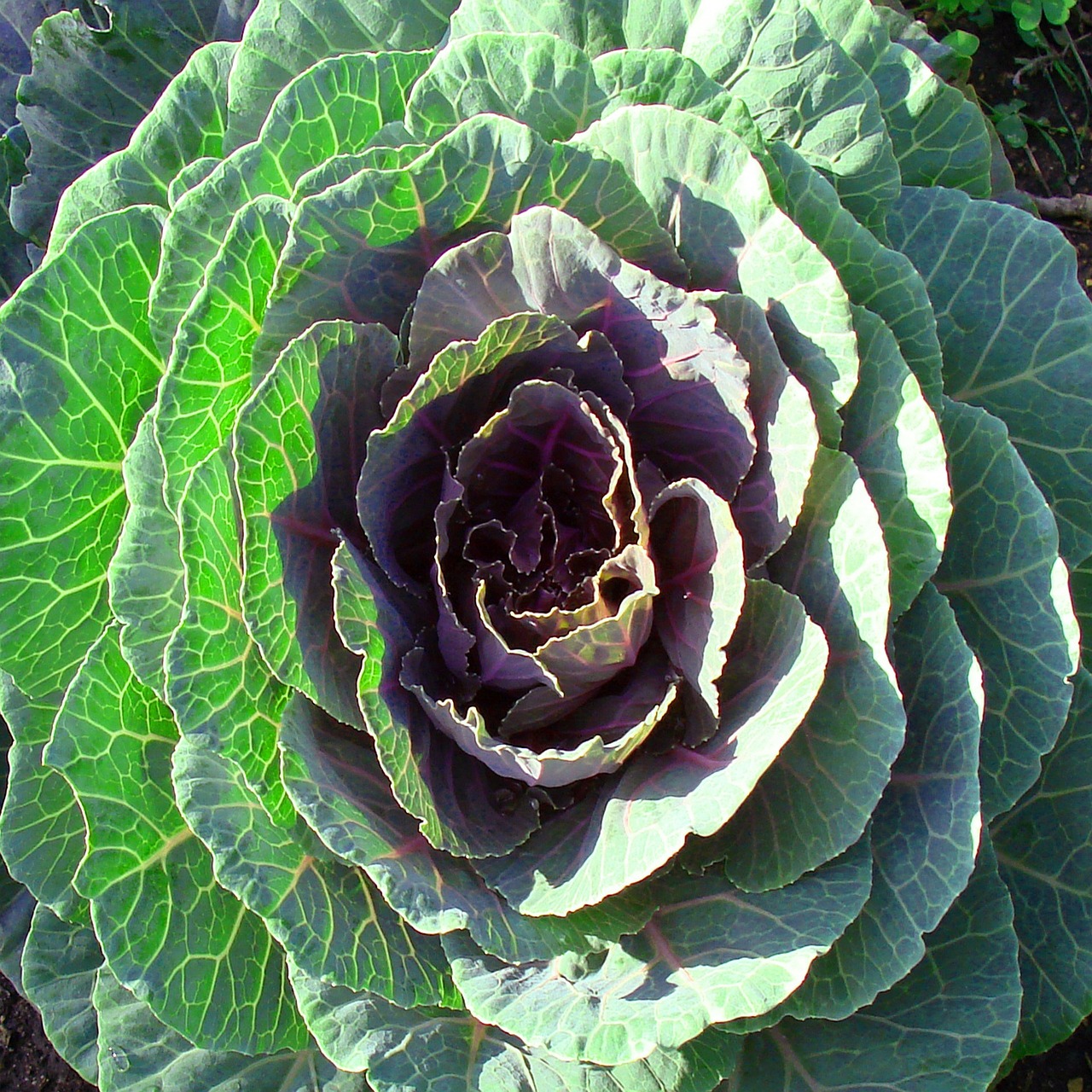 b7e234690d260cb661653c1bdc34adeb_flowering-kale-plant-70765_1280.jpg