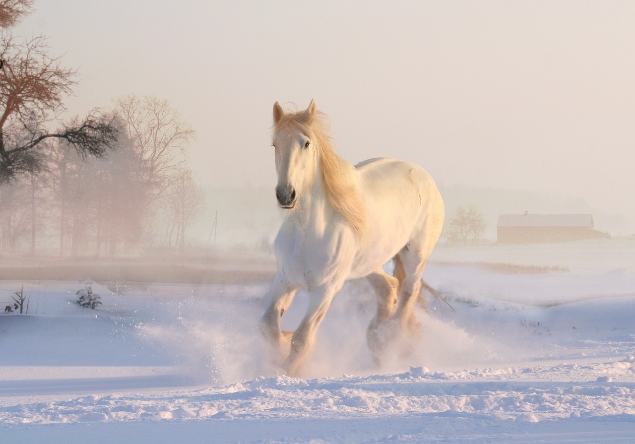 8d5b35b8b90b48bafe0e7e65fb43edbe_white-horse-3010129_1280.jpg