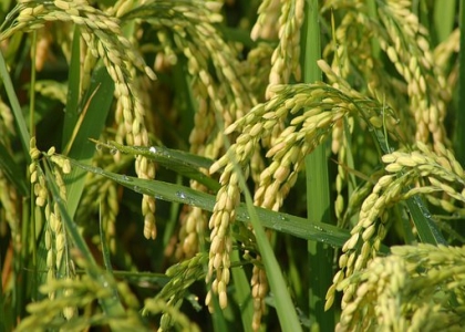 水稻千金子有什么危害 防治水稻千金子的三大注意事项