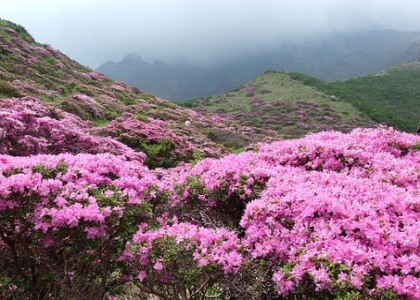 杜鹃花养殖方法