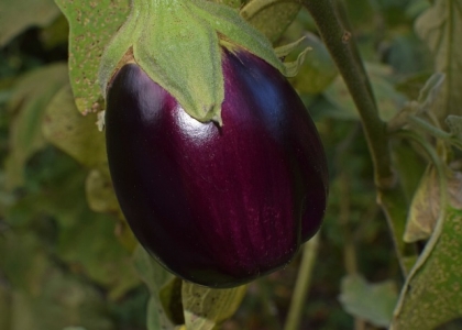 茄子的种植方法