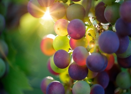 葡萄的种植技巧