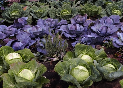 雨水节气后适合种植哪些菜？