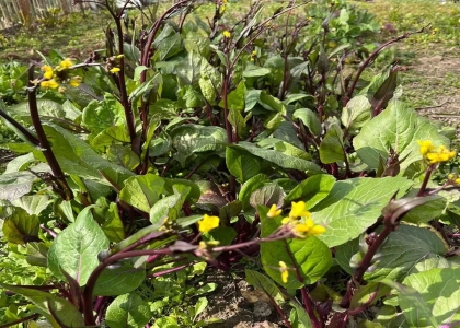 菜苔的种植时间和方法