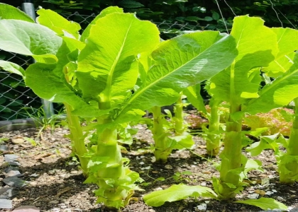 想要种植秋莴笋，种子该如何催芽呢？