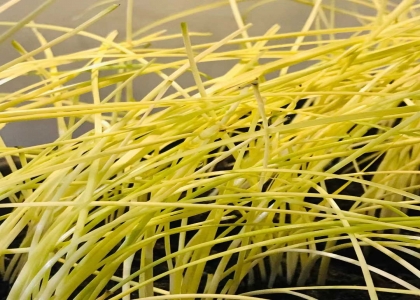 韭黄的种植方法