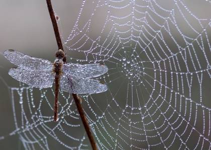 揭秘蜘蛛丝的形成过程和性能