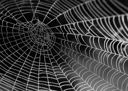 蜘蛛为什么要织网呢？
