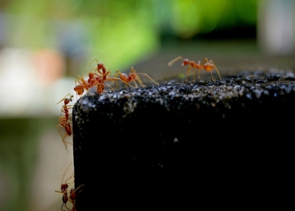 家里全是小蚂蚁怎么解决