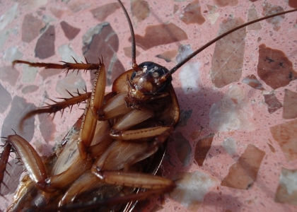 蟑螂进入家中后有什么危害？