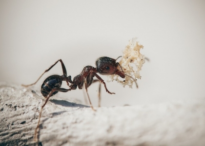 如何预防蚂蚁进入家中？