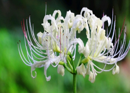 白彼岸花花语是什么（图）