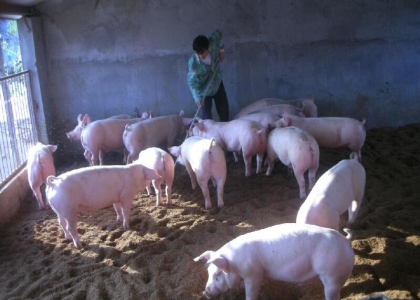 发酵床养猪法介绍 发酵床养猪法应该掌握什么要点？