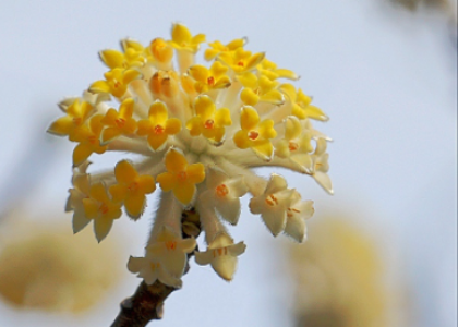 结香花怎么种育种方法有什么