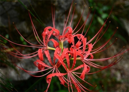 彼岸花花语（图）