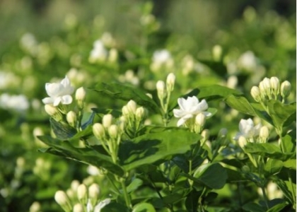 茉莉花不开花怎么办：注意修剪和施肥