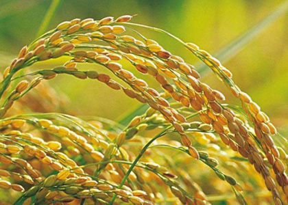 节水抗旱稻如何栽培 科学管理方法是什么