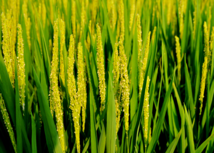 单季稻孕穗抽穗期病虫综合防治意见 水稻病害解决方法