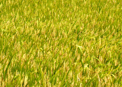 南方地区水稻直播栽培技术（怎么养殖）