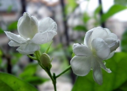 茉莉花花期：7月～8月为盛花期