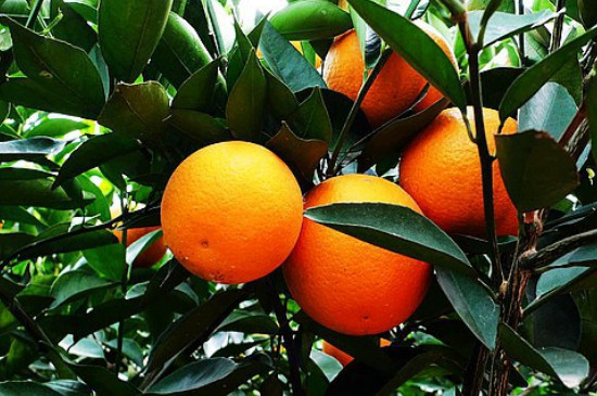 橙子树苗如何栽培及管理(图3)