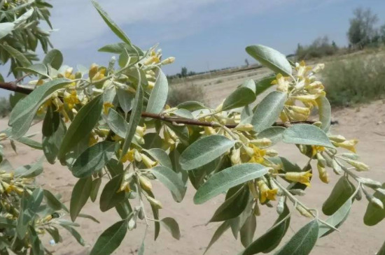 沙枣花的花语和寓意(图3)