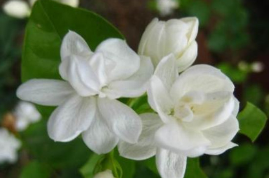 白色的花有哪些及花名(图3)
