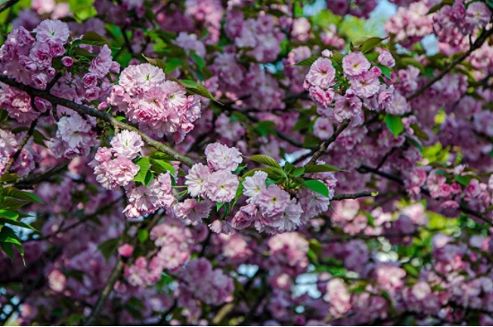 樱花树怎么种植(图2)