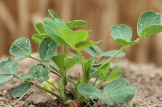 植物生长的6个阶段(图4)