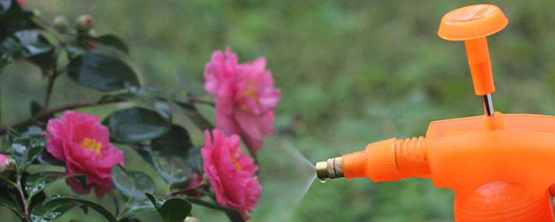 雨水浇花的正确方法(图1)