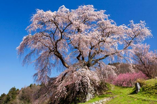 樱花树怎么种植(图4)