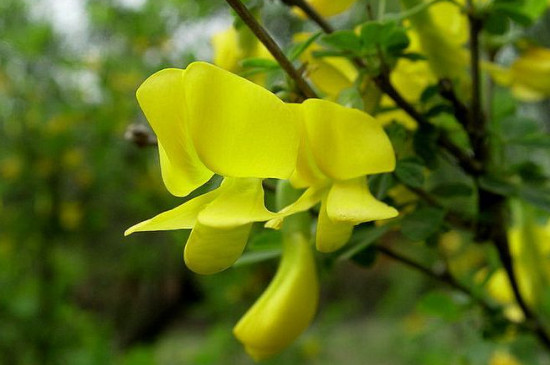 银雀花和金雀花的区别(图3)