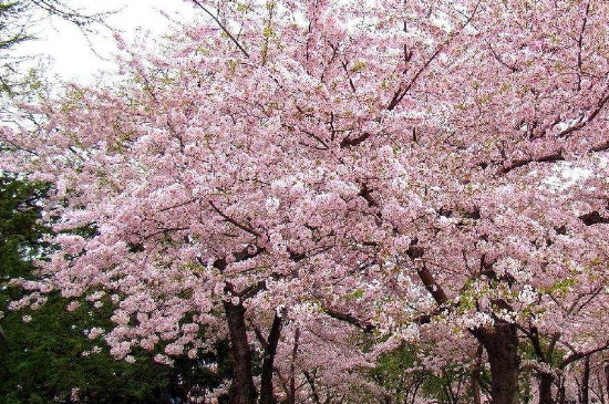 清明节开的花是什么花(图3)