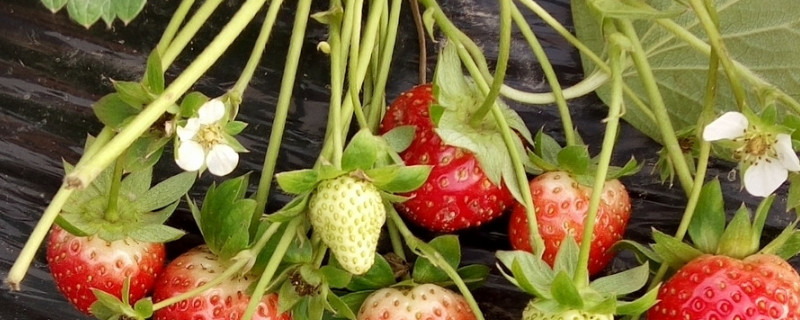 草莓果的花语和寓意(图1)