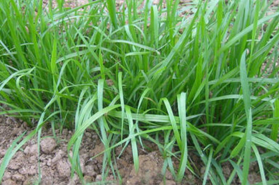 黑麦草的种植季节和种植方法(图4)