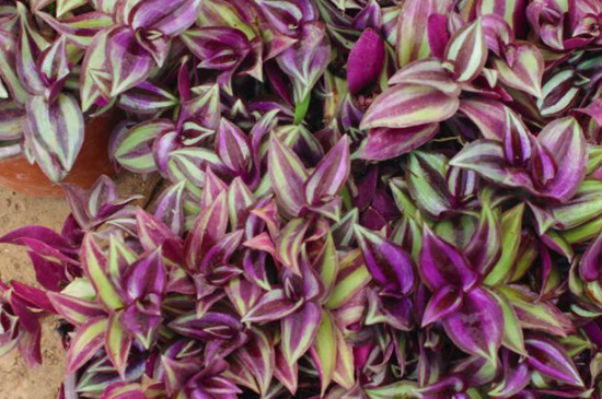 紫叶吊竹梅的养殖方法和注意事项(图4)