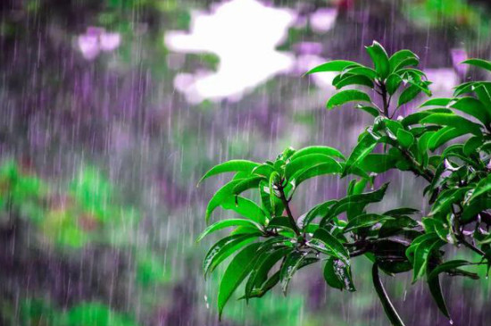 雨水浇花的正确方法(图3)