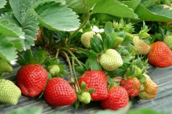 草莓果的花语和寓意(图3)