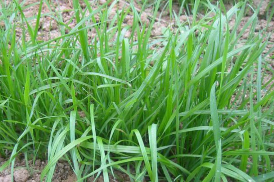 黑麦草的种植季节和种植方法(图2)