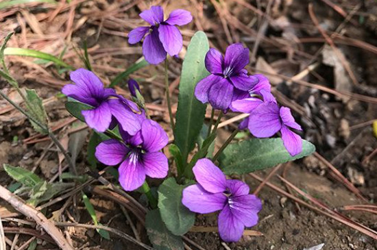 紫花地丁花语(图2)