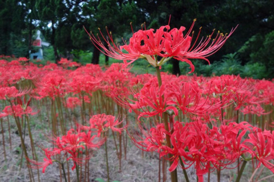 彼岸花的花期（图）(图2)