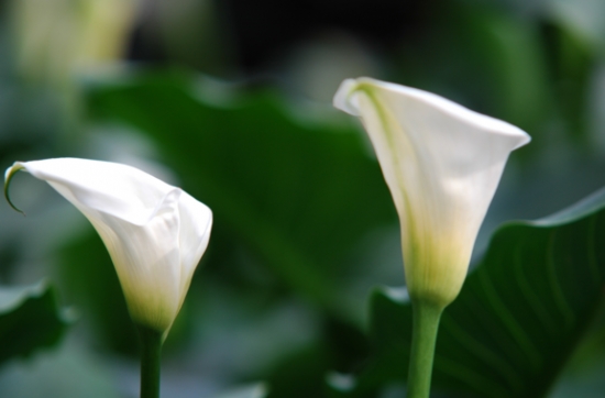 夏天哪些花不能多浇水：7种常见花介绍(图8)