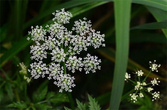 垂吊满天星花期有多长，花开3个月之久（图）(图2)