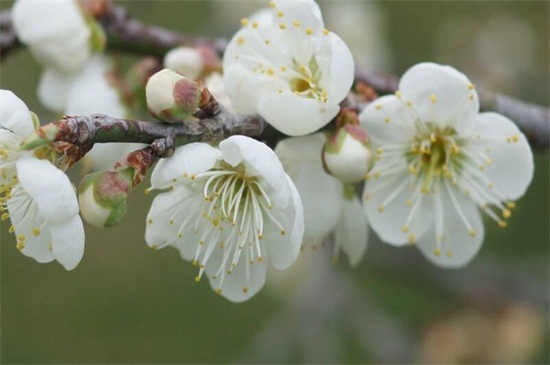 二月什么花开，盘点10种二月开花最美的植物(图3)